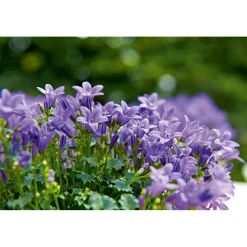 Plantiflor Glockenblume blau Topf 11 cm