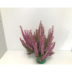 Plantiflor Glockenheide Beauty Queen T12