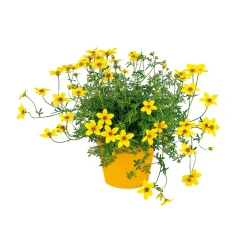 Plantiflor Goldmarie Topf Durchmesser 13 cm