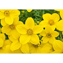 Plantiflor Goldmarie Topf Durchmesser 13 cm