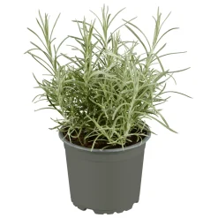 Plantiflor Gourmetkräuter Currykraut Topf 12 cm