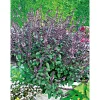 Plantiflor Gourmetkräuter Strauchbasilikum rot im Topf Durchmesser 12 cm