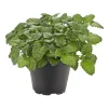 Plantiflor Gourmetkräuter Melisse im Topf Durchmesser 12 cm