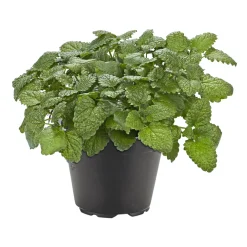 Plantiflor Gourmetkräuter Melisse im Topf Durchmesser 12 cm
