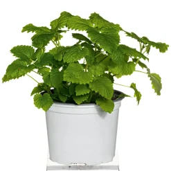 Plantiflor Gourmetkräuter Melisse im Topf Durchmesser 12 cm