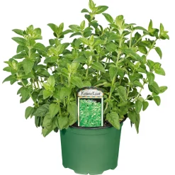 Plantiflor Gourmetkräuter Oregano Topf Durchmesser 12 cm
