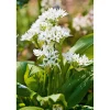 Plantiflor Gourmetkräuter Bärlauch Topf Durchmesser 12 cm
