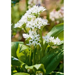 Plantiflor Gourmetkräuter Bärlauch Topf Durchmesser 12 cm