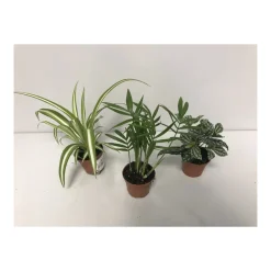 Plantiflor Grünpflanzen-Mix Mini T6