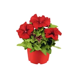 Plantiflor Großblumige Petunie verschiedene Farben Topf Durchmesser 10,5 cm