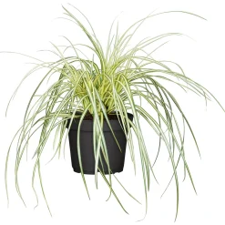 Plantiflor Gräser Sortiment T19