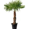Plantiflor Hanfpalme Trachycarpus fortunei im Topf Durchmesser 30 cm