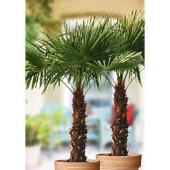 Plantiflor Hanfpalme Trachycarpus fortunei im Topf Durchmesser 30 cm