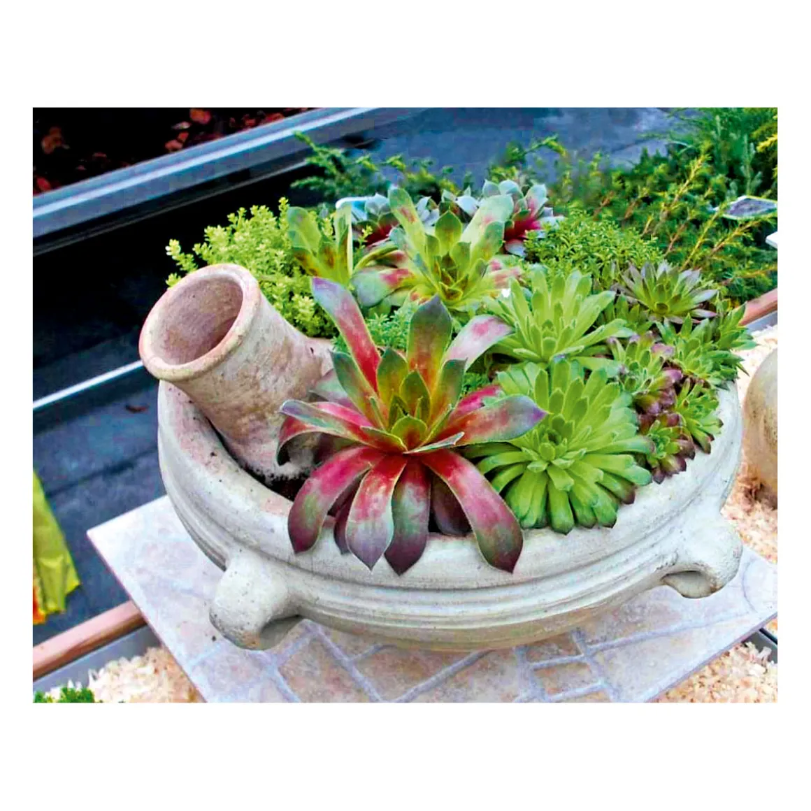 Plantiflor Hauswurz Topf-Ø 9 cm 6er-Pack