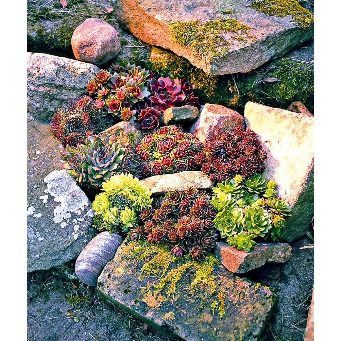 Plantiflor Hauswurz Topf-Ø 9 cm 6er-Pack