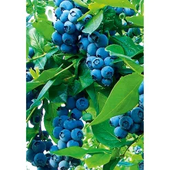 Plantiflor Heidelbeere Goldtraube Topf- Durchmesser 19 cm