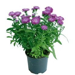 Plantiflor Herbstaster Trio Topf Durchmesser 13 cm