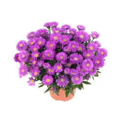 Plantiflor Herbst-Aster Topf Durchmesser 11 cm