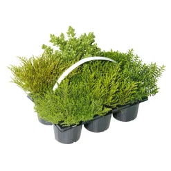 Plantiflor Herbsttray 6er-Pack Topf Durchmesser 9 cm