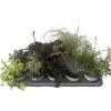 Plantiflor Herbstzauber verschiedene Sorten Topf Durchmesser 11 cm