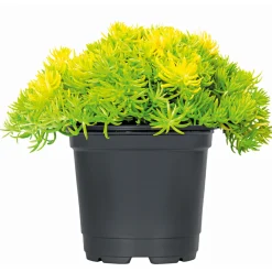 Plantiflor Herbstzauber verschiedene Sorten Topf Durchmesser 11 cm