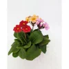 Plantiflor Hohe Schlüsselblume Trio Topf Durchmesser 14 cm
