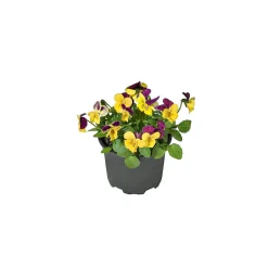 Plantiflor Hornveilchen Topf Durchmesser 9 cm