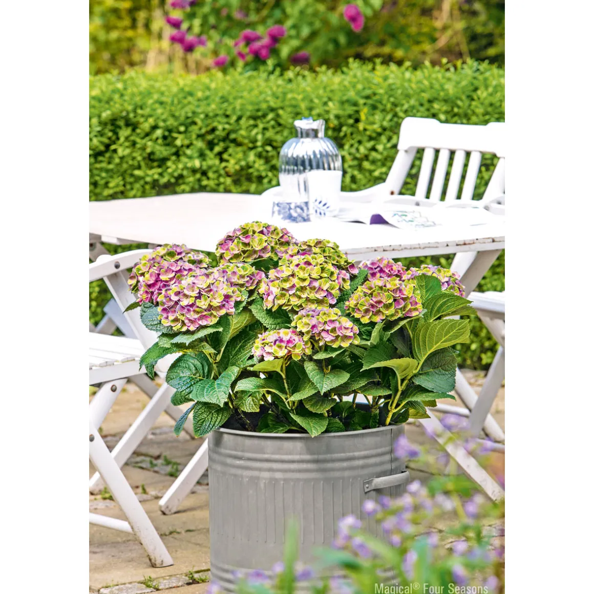 Plantiflor Hortensie Magical Four Seasons Topf Durchmesser 23 cm