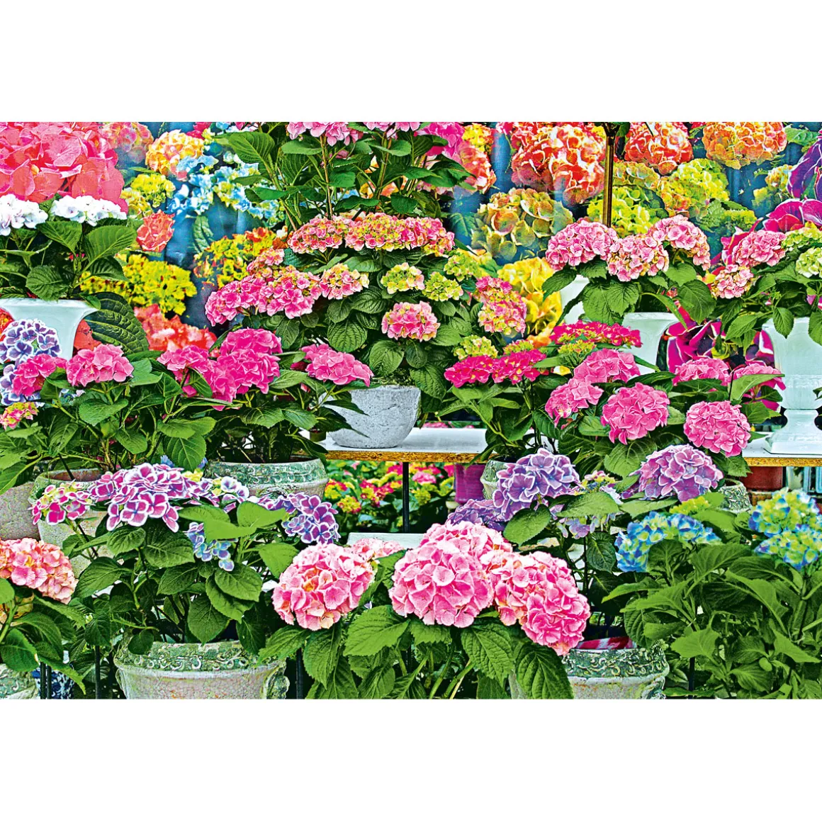 Plantiflor Hortensie Magical Four Seasons Topf Durchmesser 23 cm
