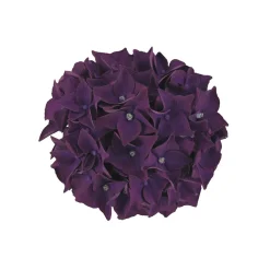 Plantiflor Hortensie Music Collection Topf Durchmesser 23 cm