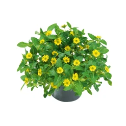 Plantiflor Husarenknopf im Topf Durchmesser 10,5 cm