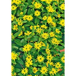Plantiflor Husarenknopf im Topf Durchmesser 10,5 cm