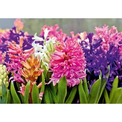 Plantiflor Hyazinthe Topf Durchmesser 12 cm