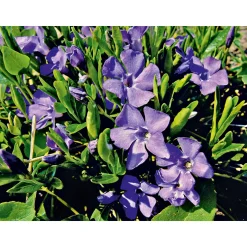 Plantiflor Immergrün Topf Dm 9,5 cm