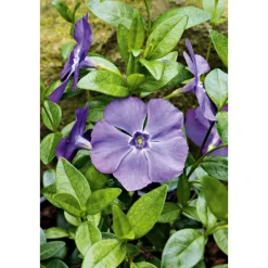 Plantiflor Immergrün Topf Dm 9,5 cm