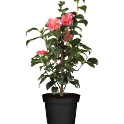 Plantiflor IMPO Camellia japonica T12