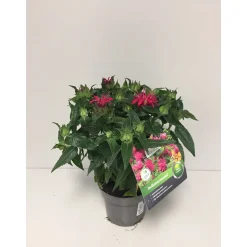 Plantiflor Indianernessel