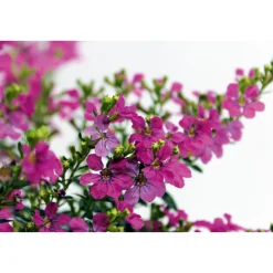 Plantiflor Japanische Scheinmyrthe Flori Glory Topf 11 cm