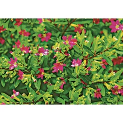 Plantiflor Japanische Scheinmyrthe Flori Glory Topf 11 cm
