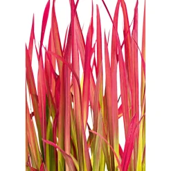 Plantiflor Japanisches Blutgras Red Baron Topf Durchmesser 19 cm