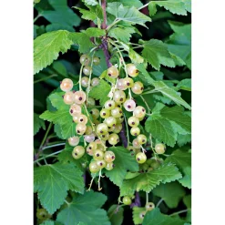 Plantiflor Johannisbeere weiß Topf Durchmesser 17 cm