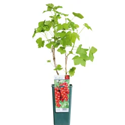 Plantiflor Johannisbeerstrauch rot im Topf Durchmesser 17 cm