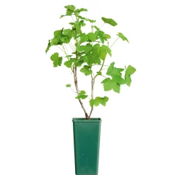 Plantiflor Johannisbeerstrauch rot im Topf Durchmesser 17 cm