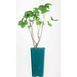 Plantiflor Johannisbeerstrauch schwarz Topf Durchmesser 17 cm