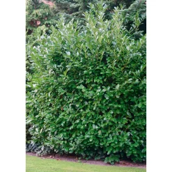 Plantiflor Kirschlorbeer Novita 60-80 cm