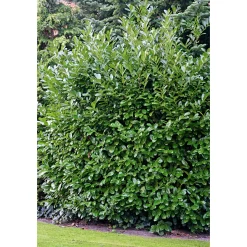 Plantiflor Kirschlorbeer Novita 30-40 cm