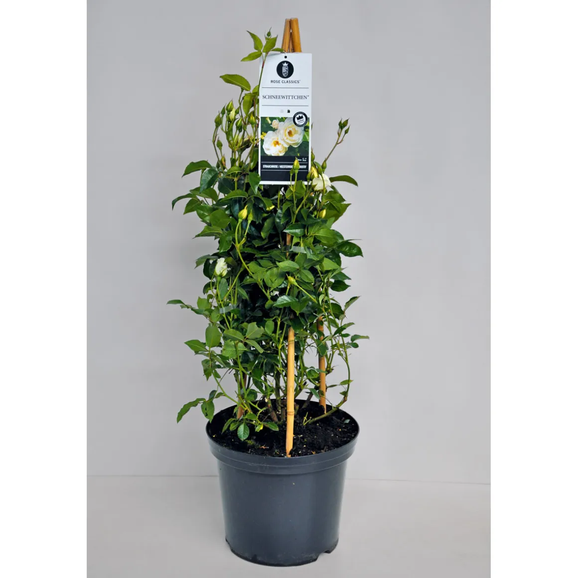 Plantiflor Kletterrose weiß Topf 23 cm