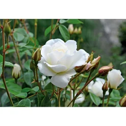 Plantiflor Kletterrose weiß Topf 23 cm