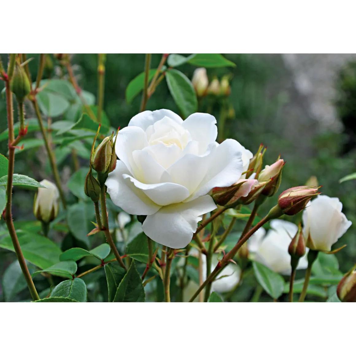 Plantiflor Kletterrose weiß Topf 23 cm