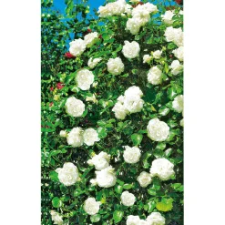 Plantiflor Kletterrose weiß Topf 23 cm